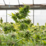 Close-up shot of cannabis plant.